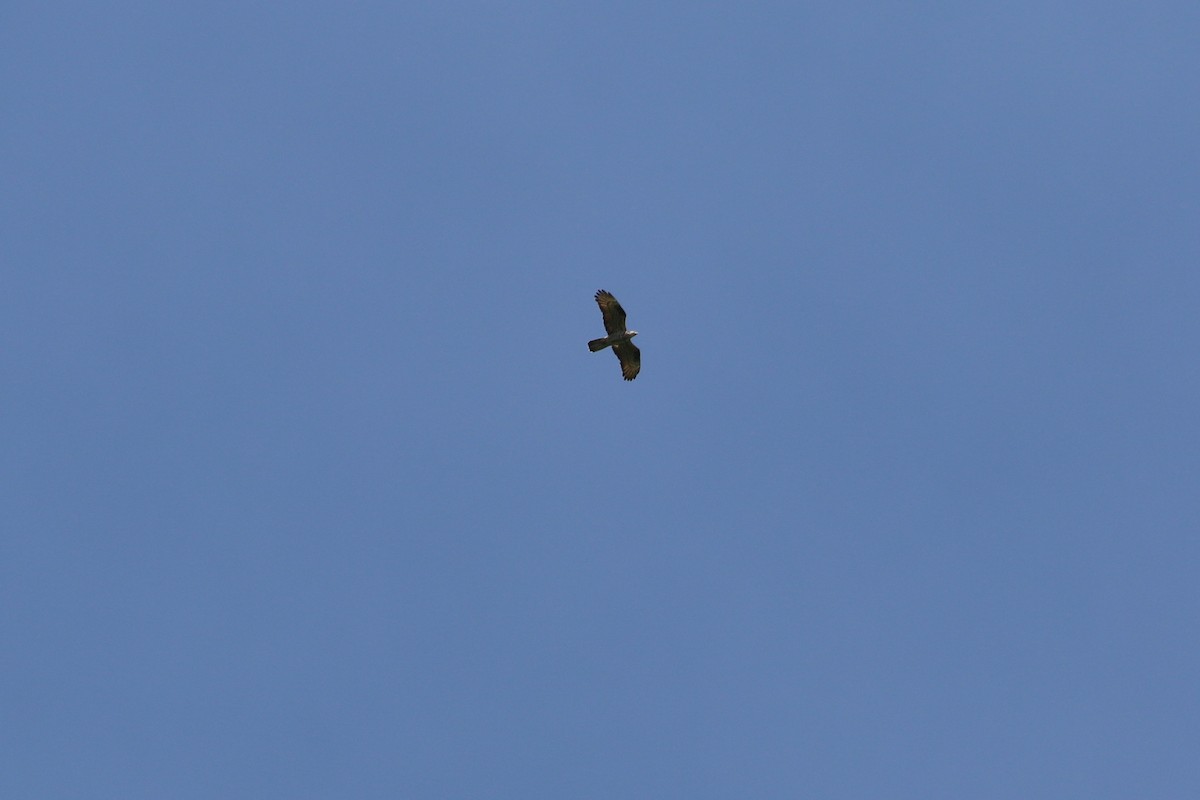 European Honey-buzzard - Mathias Leiser