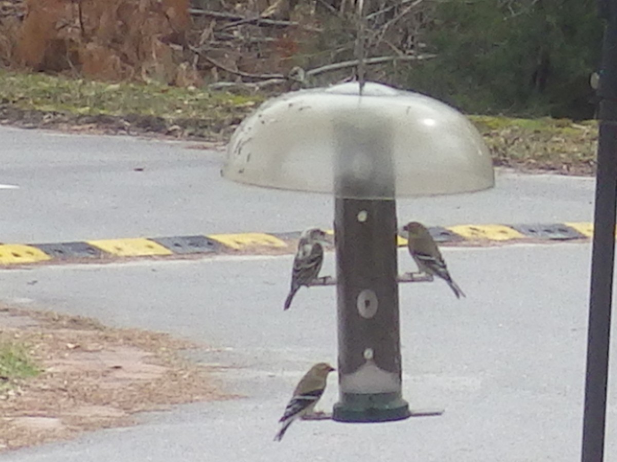 Pine Siskin - ML312966341