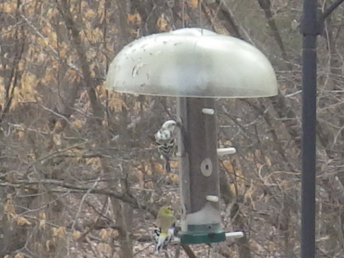 Pine Siskin - ML312966351