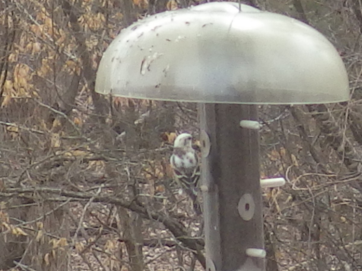 Pine Siskin - ML312966361