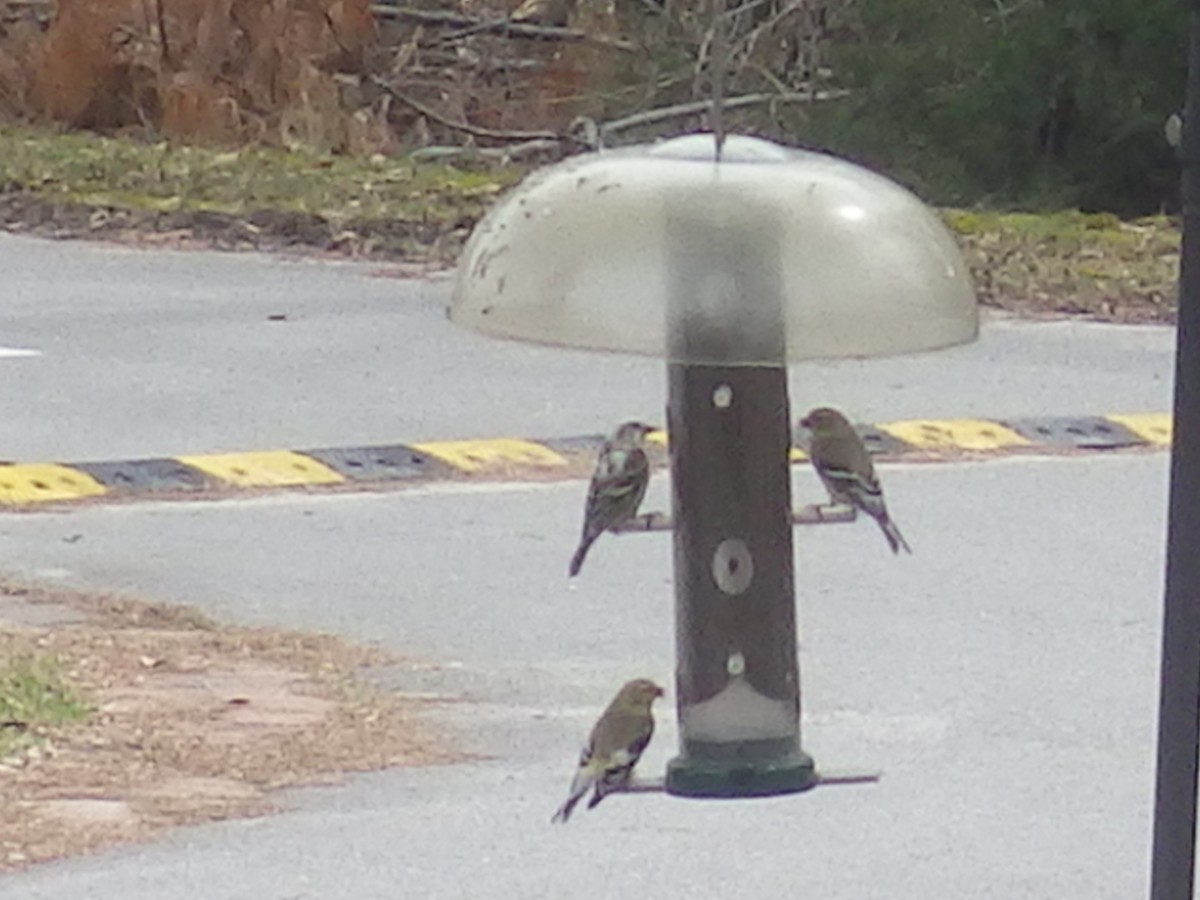 Pine Siskin - ML312966371