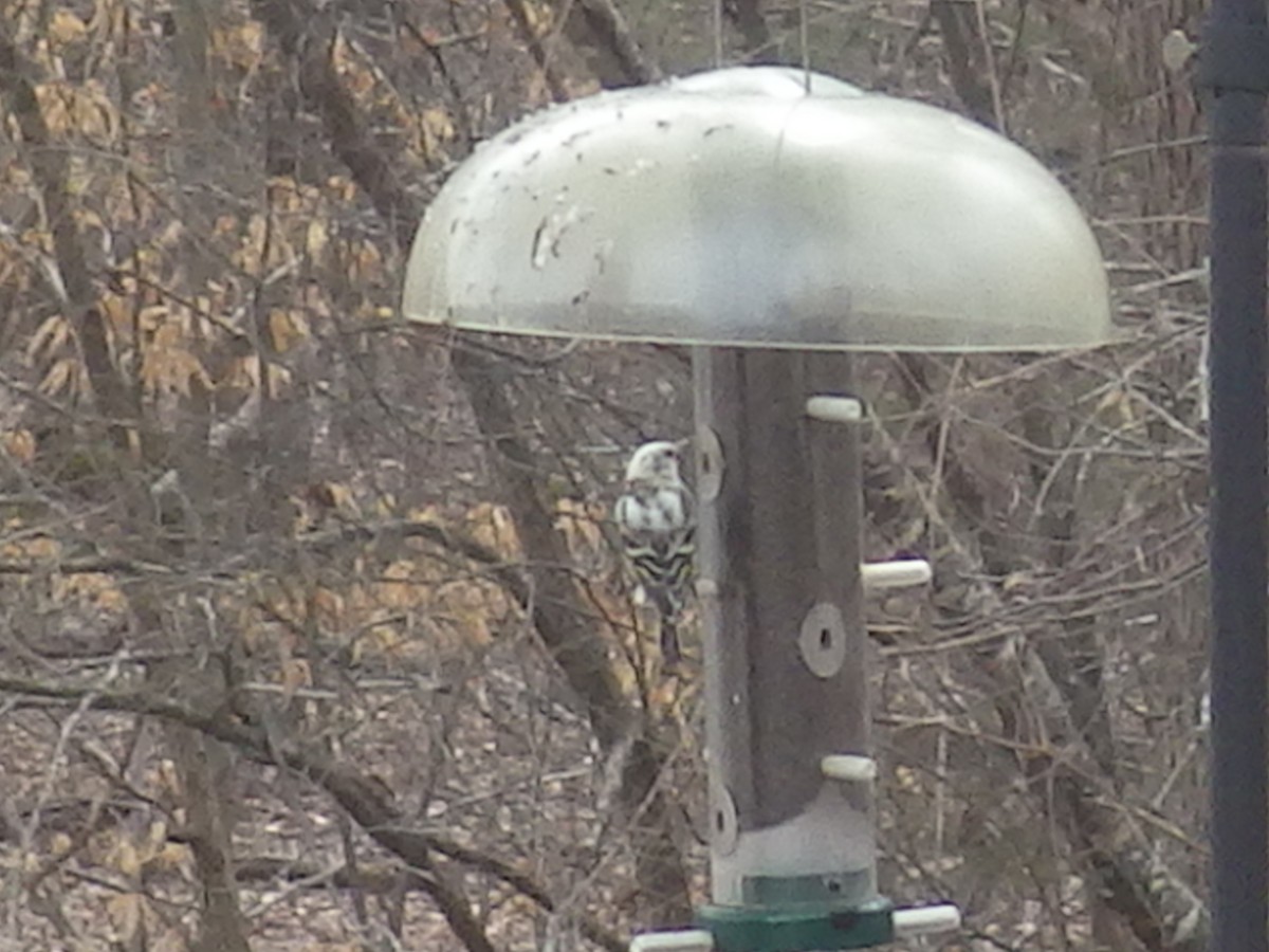 Pine Siskin - ML312966391