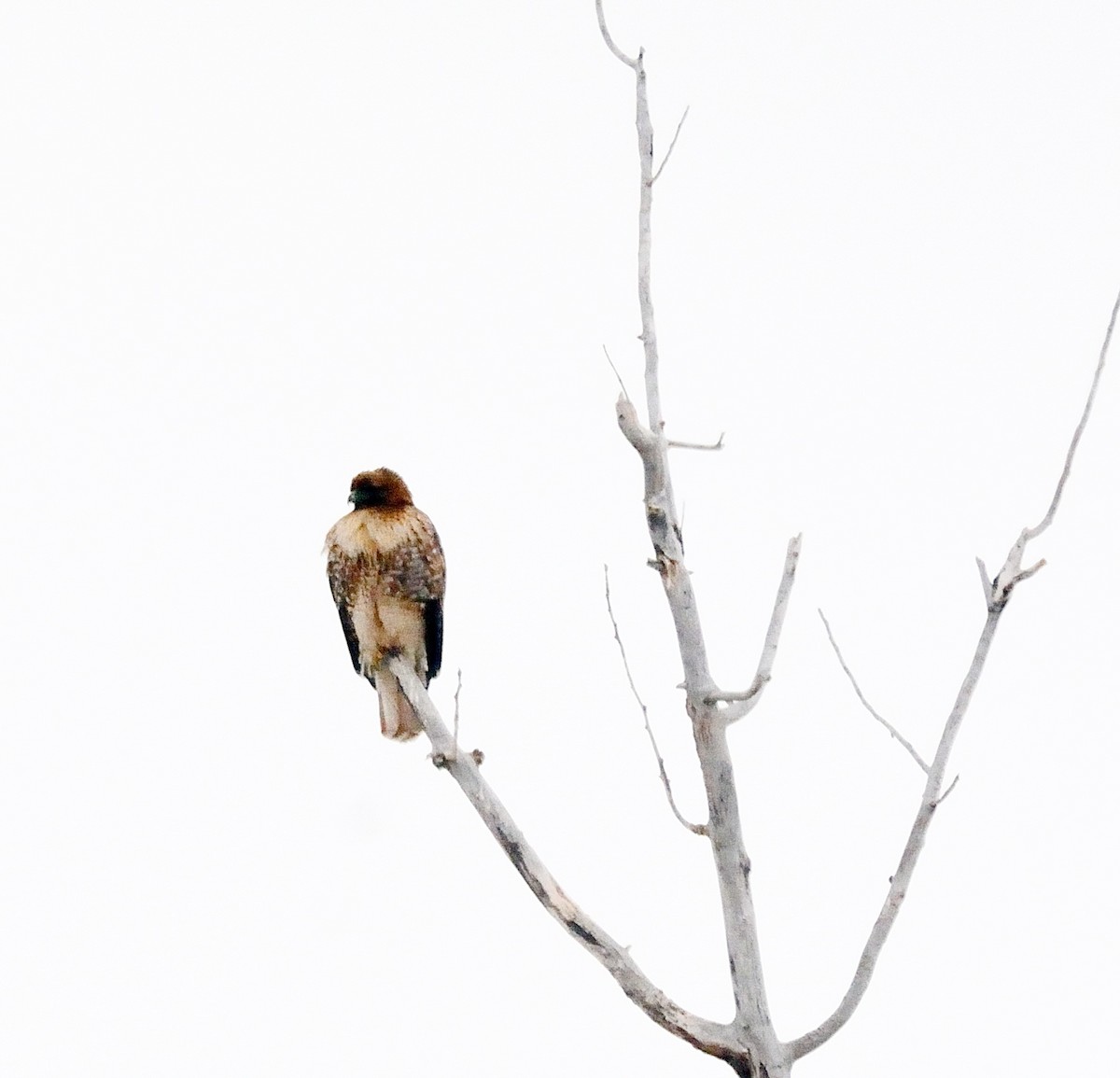 Red-tailed Hawk - ML312968631