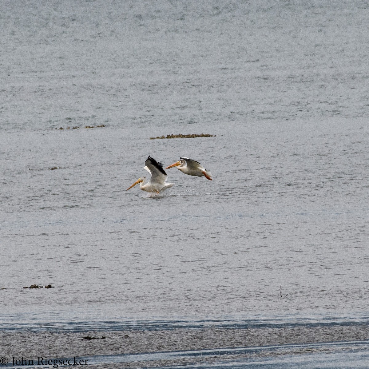 American White Pelican - ML31296951