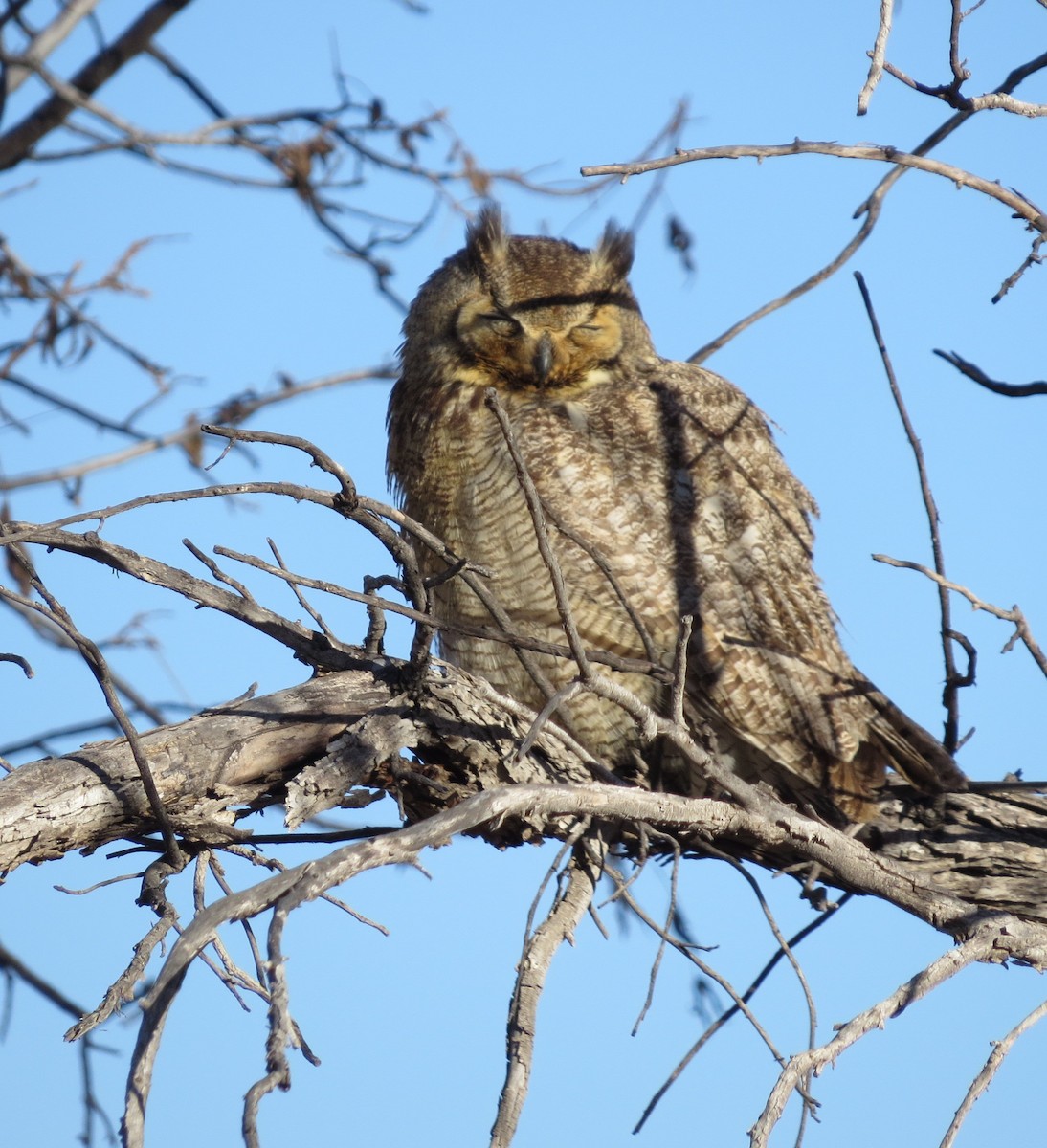 Great Horned Owl - ML312969661