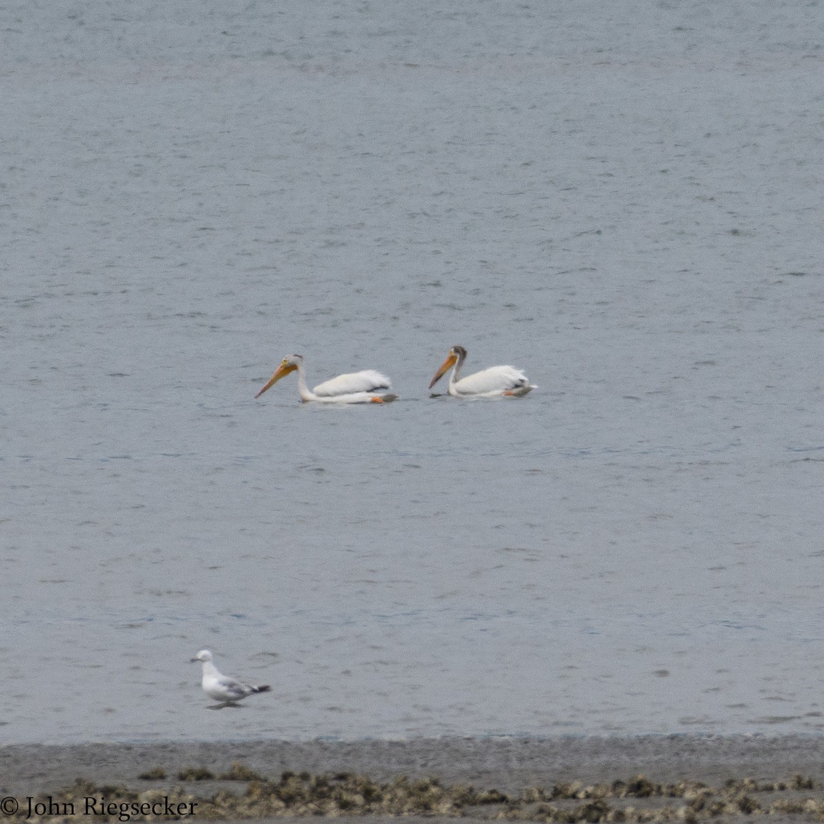 American White Pelican - ML31296971