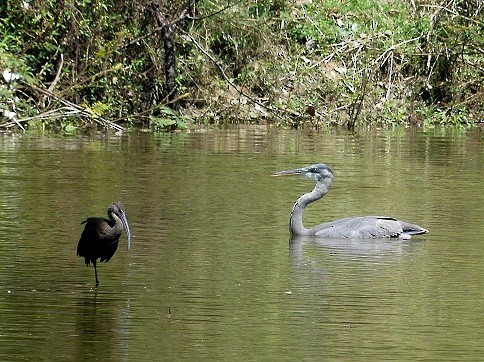 Great Blue Heron - ML312972041