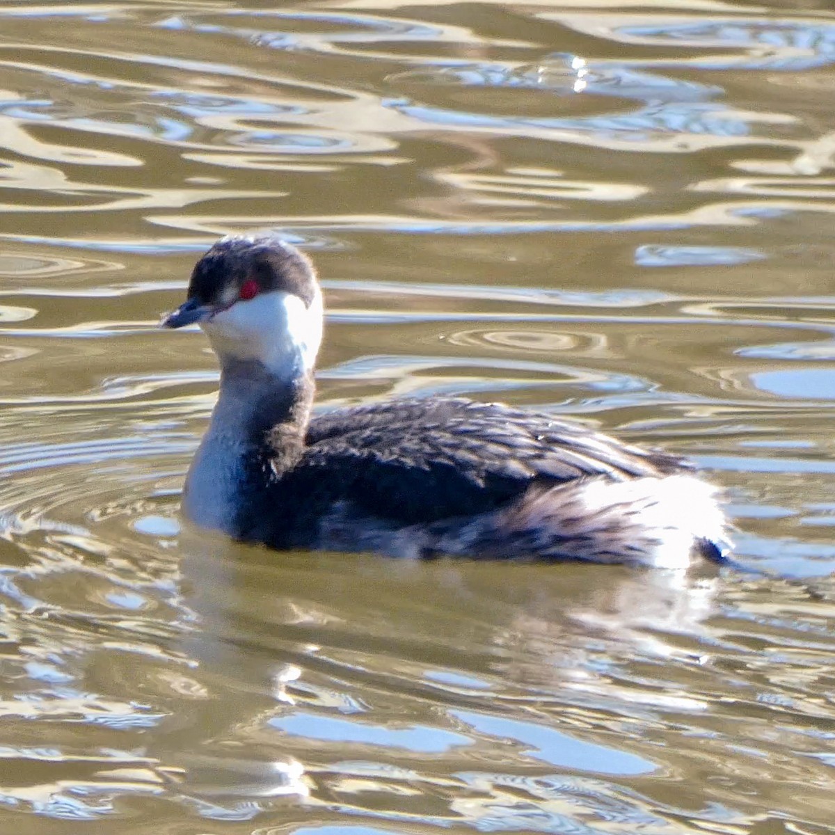 Horned Grebe - ML312972191