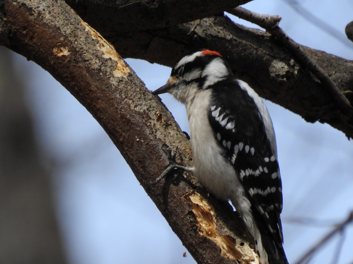 Downy Woodpecker - ML312972921