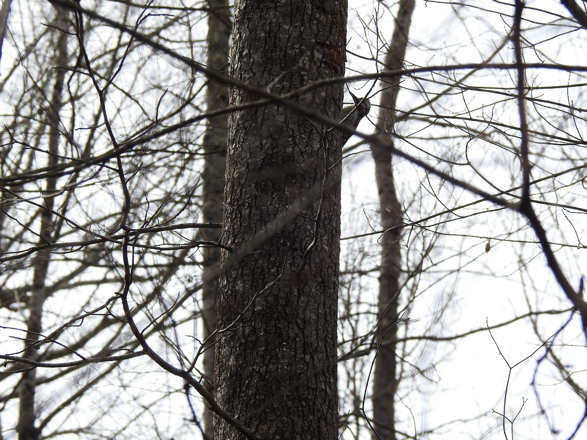 Hairy Woodpecker - Nan Dewire