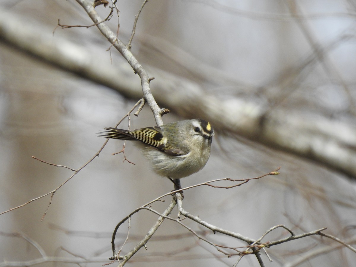 Golden-crowned Kinglet - ML312973071