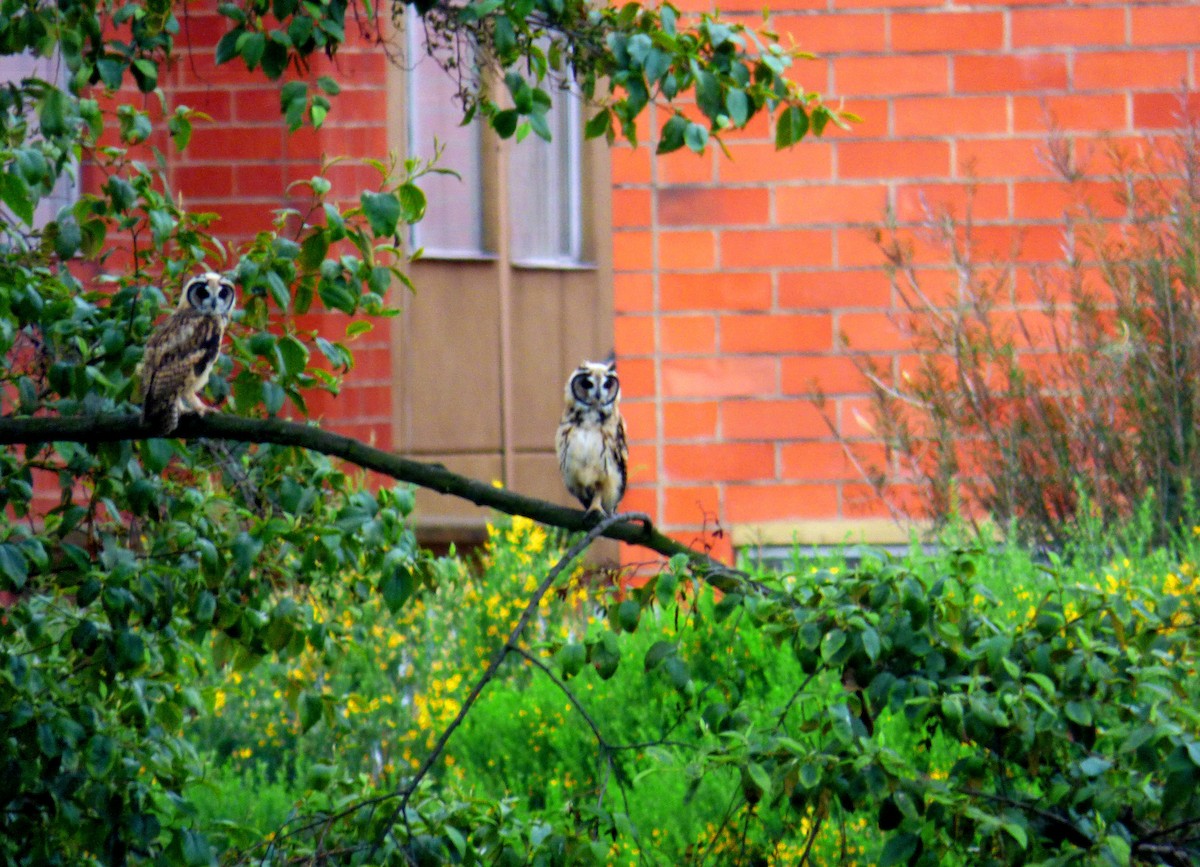 Hibou strié - ML312973121