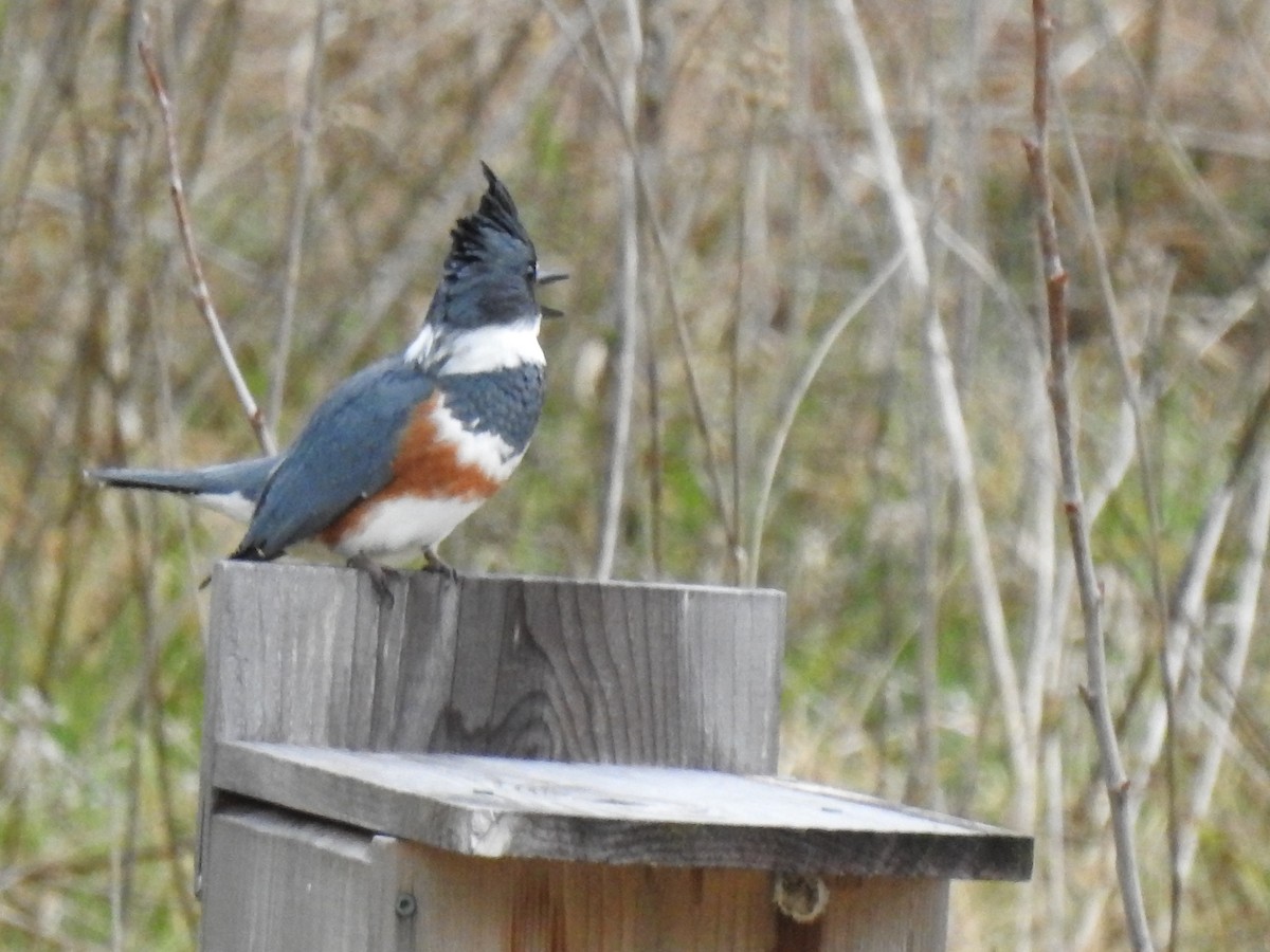 Belted Kingfisher - ML312973581
