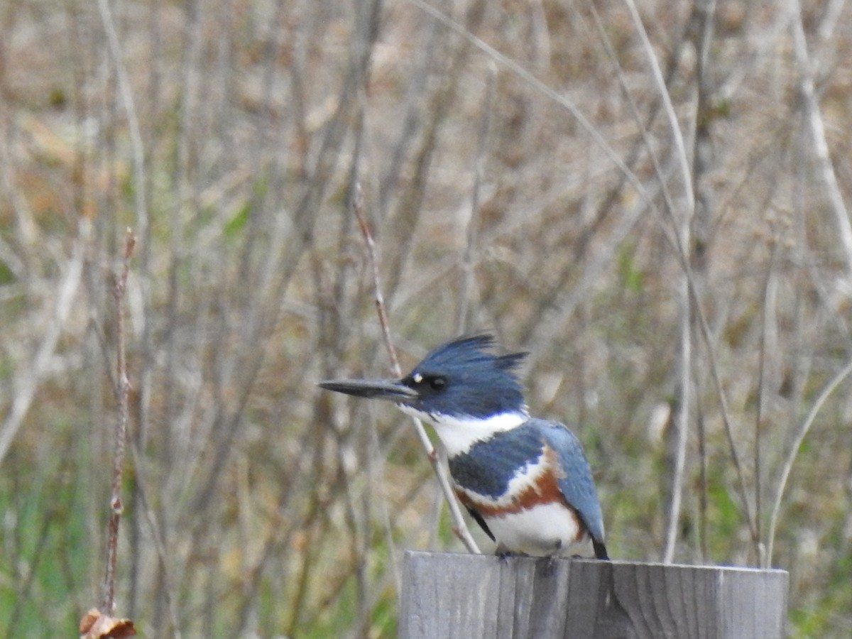 Belted Kingfisher - ML312973591