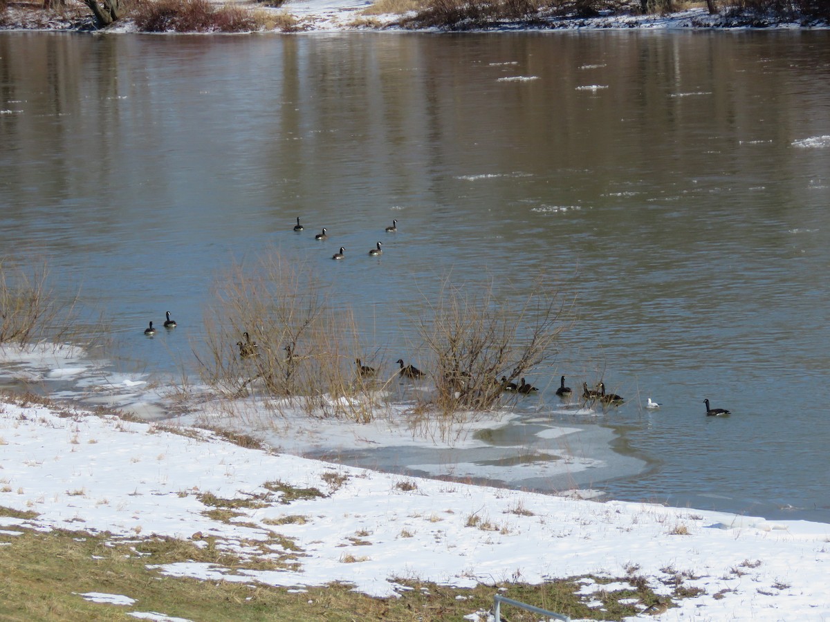 Ross's Goose - ML312973891