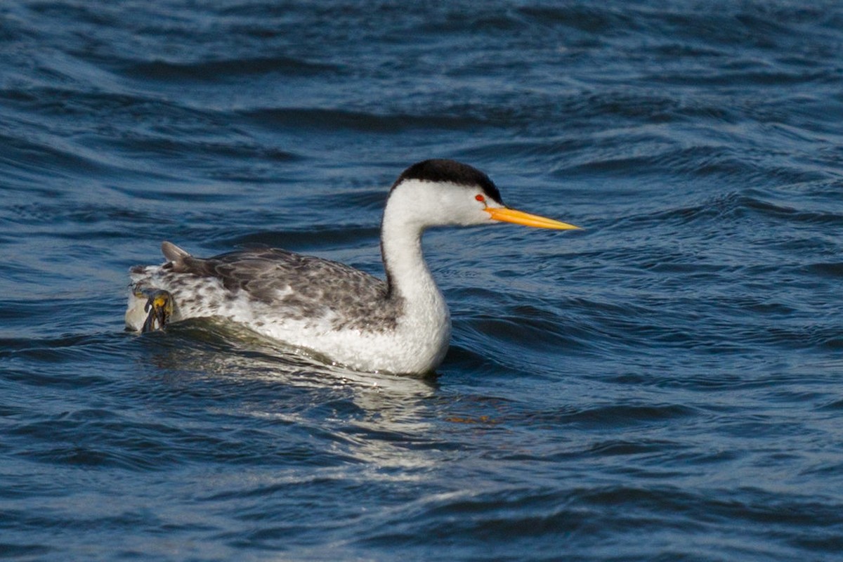 Clark's Grebe - ML312973971