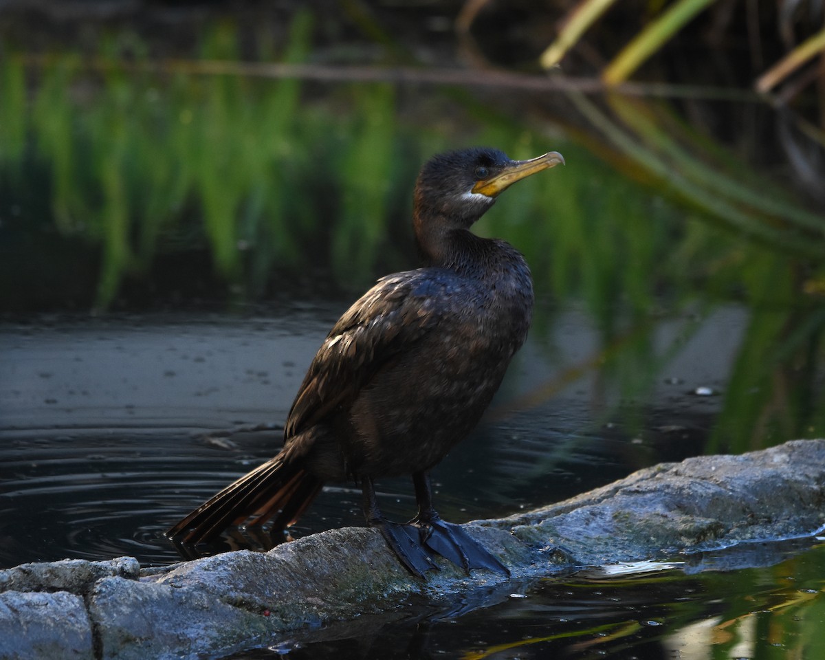 Neotropic Cormorant - Kevin Lapp