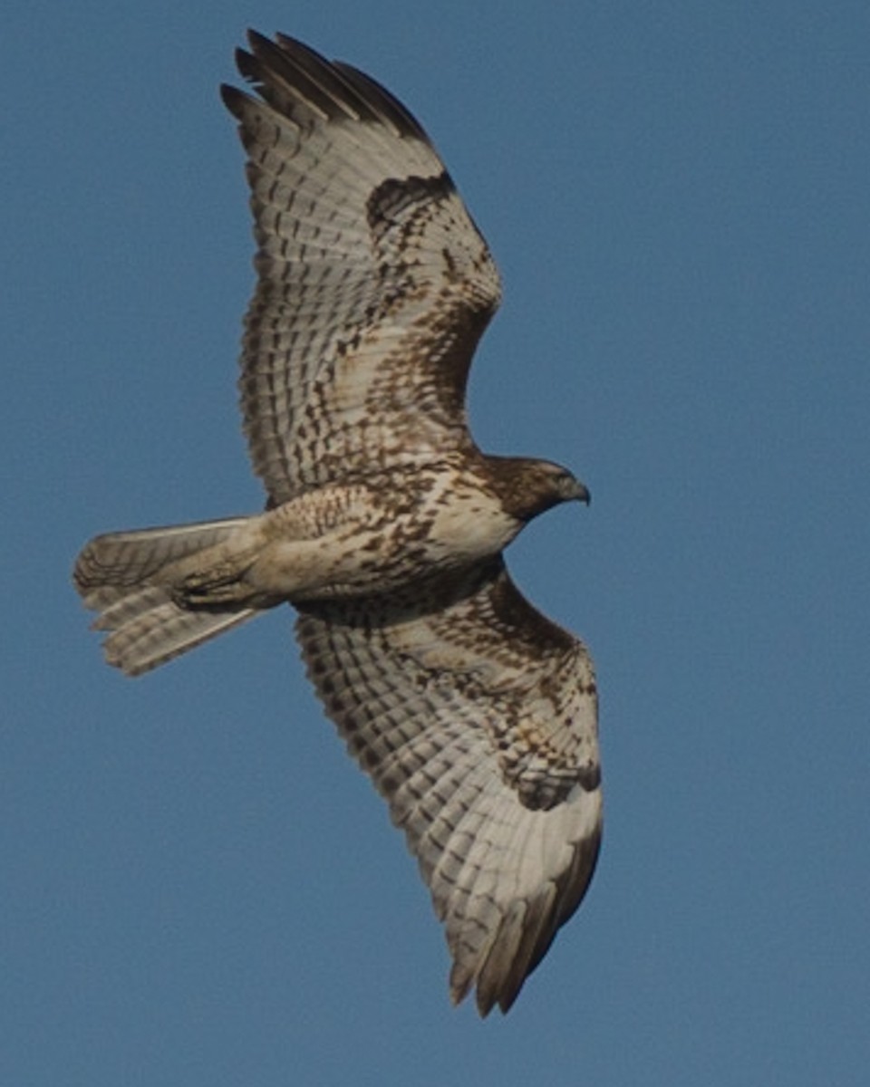 Red-tailed Hawk - ML312974161