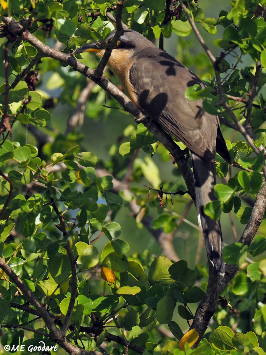Mangrove Cuckoo - ML312975191