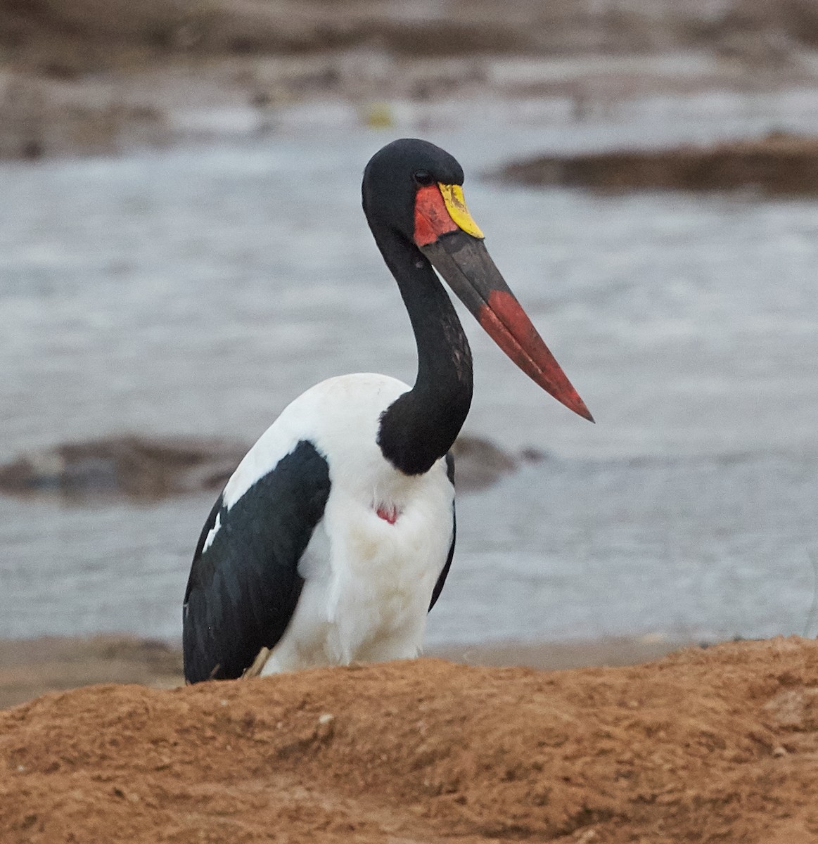 Saddle-billed Stork - ML31297531