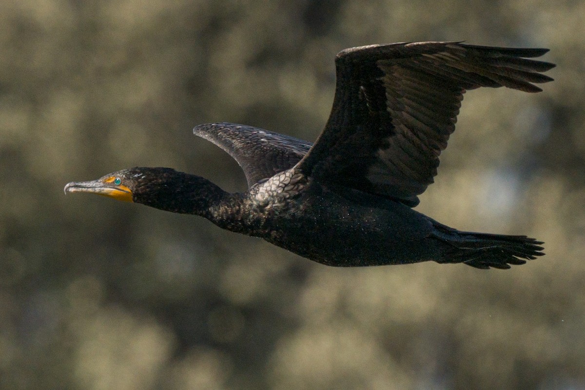 Double-crested Cormorant - ML312975611