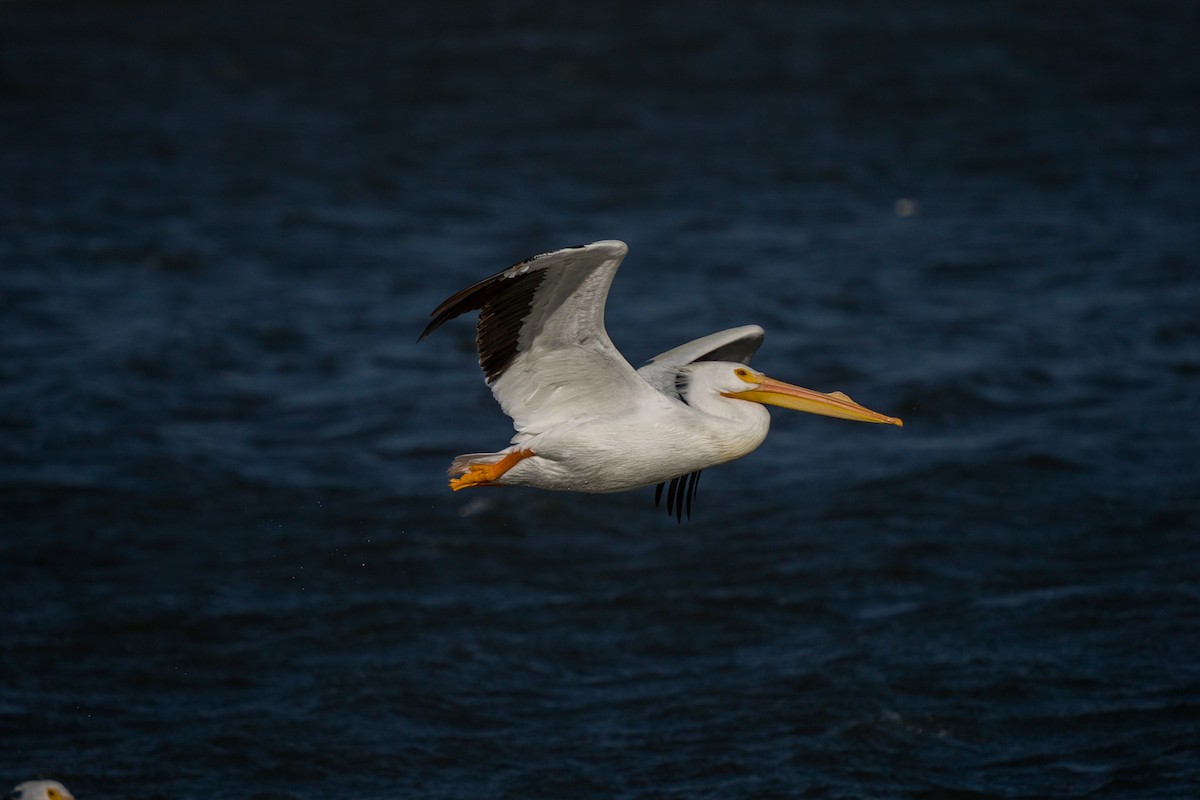 American White Pelican - ML312975761