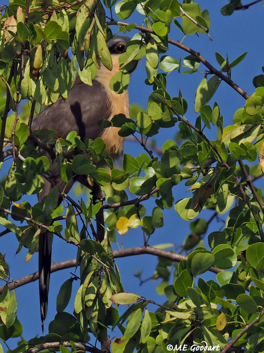 Mangrove Cuckoo - ML312975781