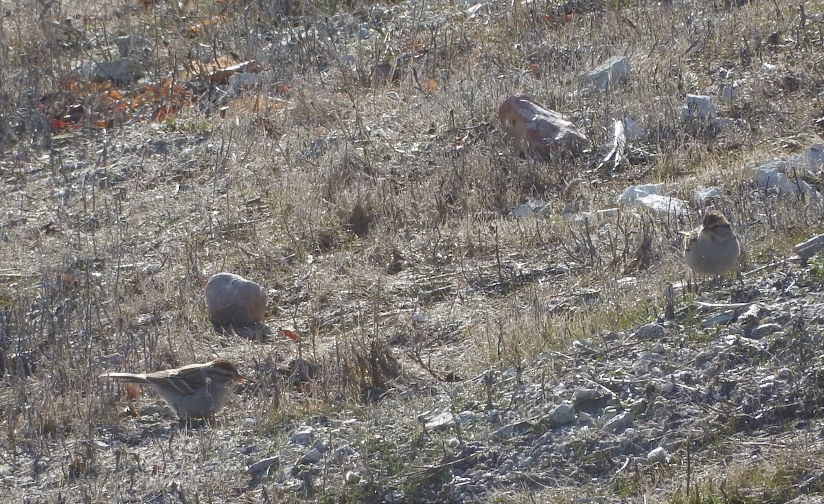 Chipping Sparrow - ML312975911