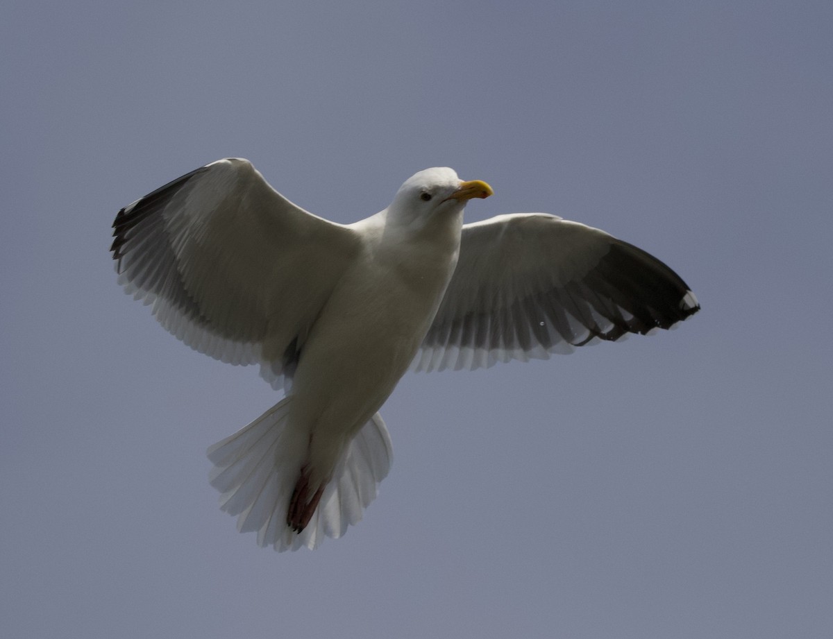 Western Gull - ML312975941