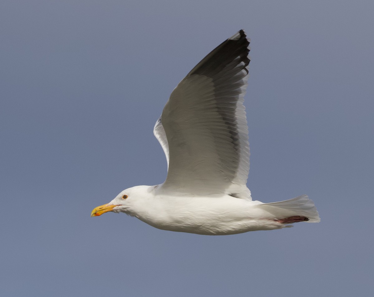 Western Gull - ML312975961