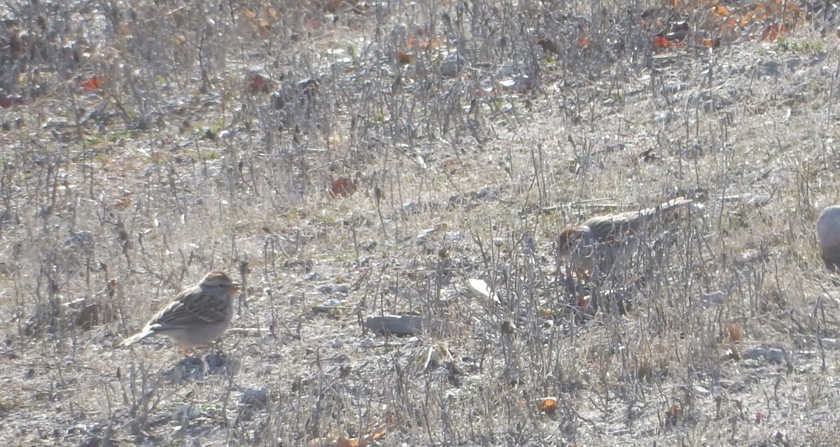 Chipping Sparrow - ML312976091