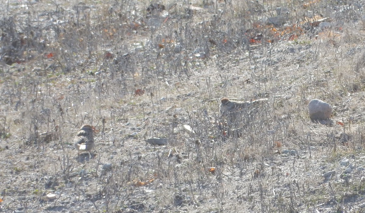 Chipping Sparrow - ML312976351