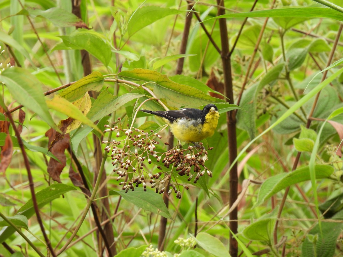 Lesser Goldfinch - ML312979181