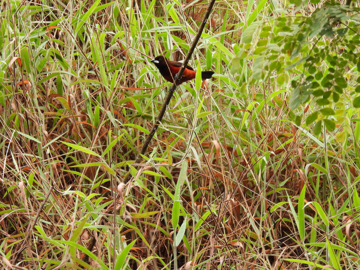 Crimson-backed Tanager - Katherine Certuche Cubillos