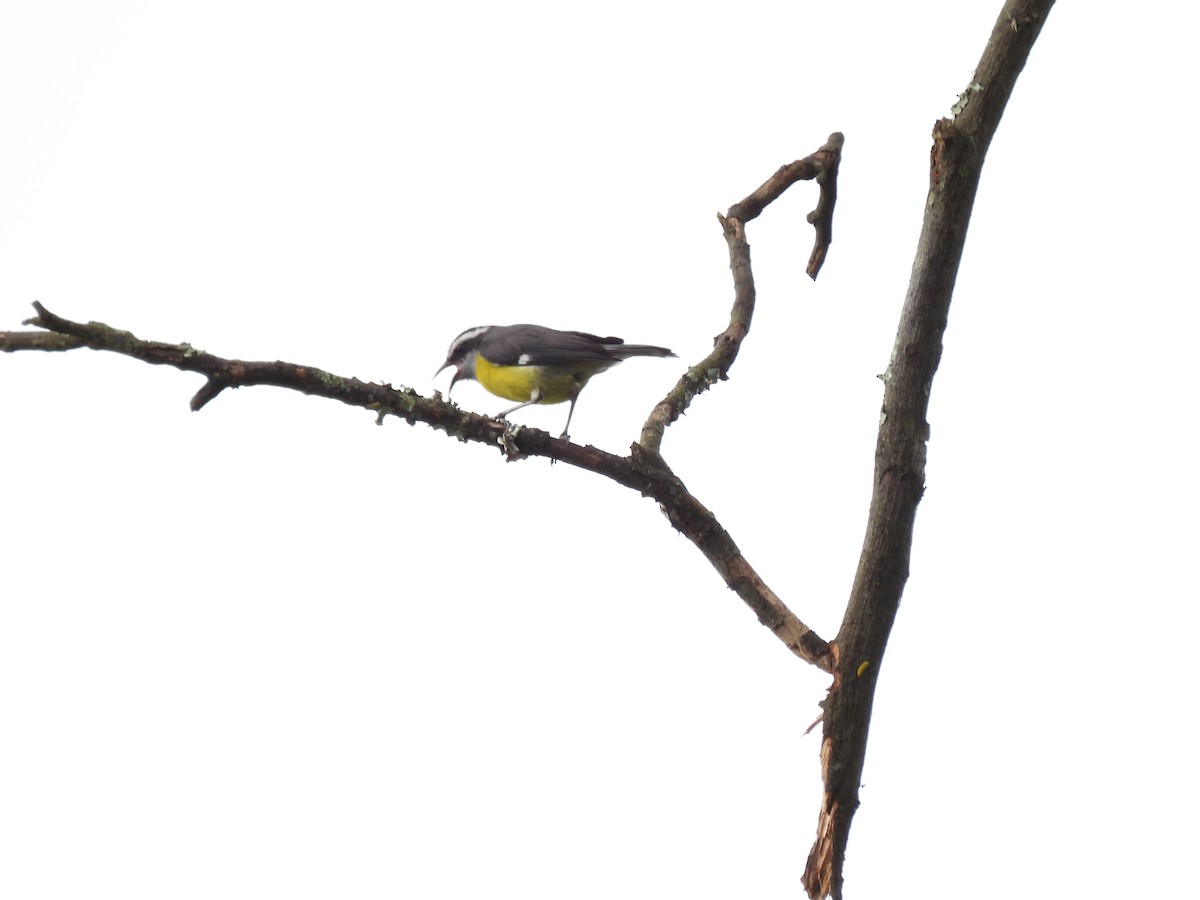 Bananaquit - ML312979291