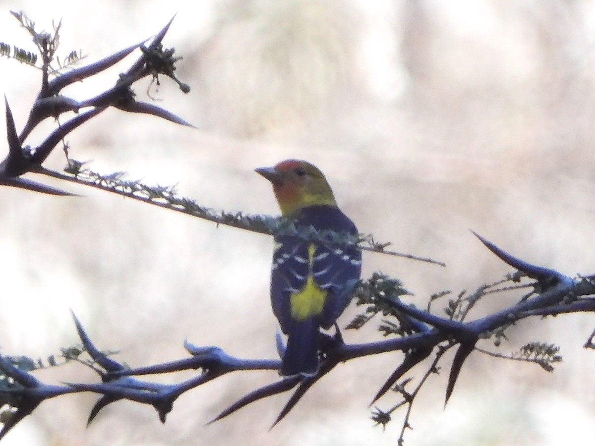 Western Tanager - M. A. Noack