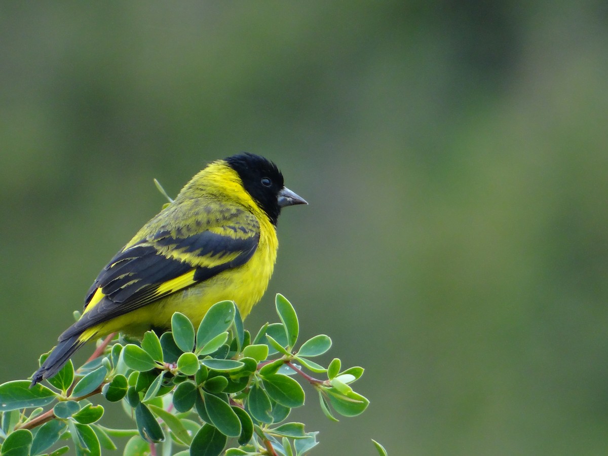 Hooded Siskin - ML312981351