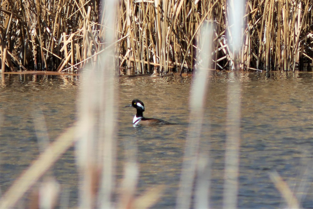 Hooded Merganser - ML312982451