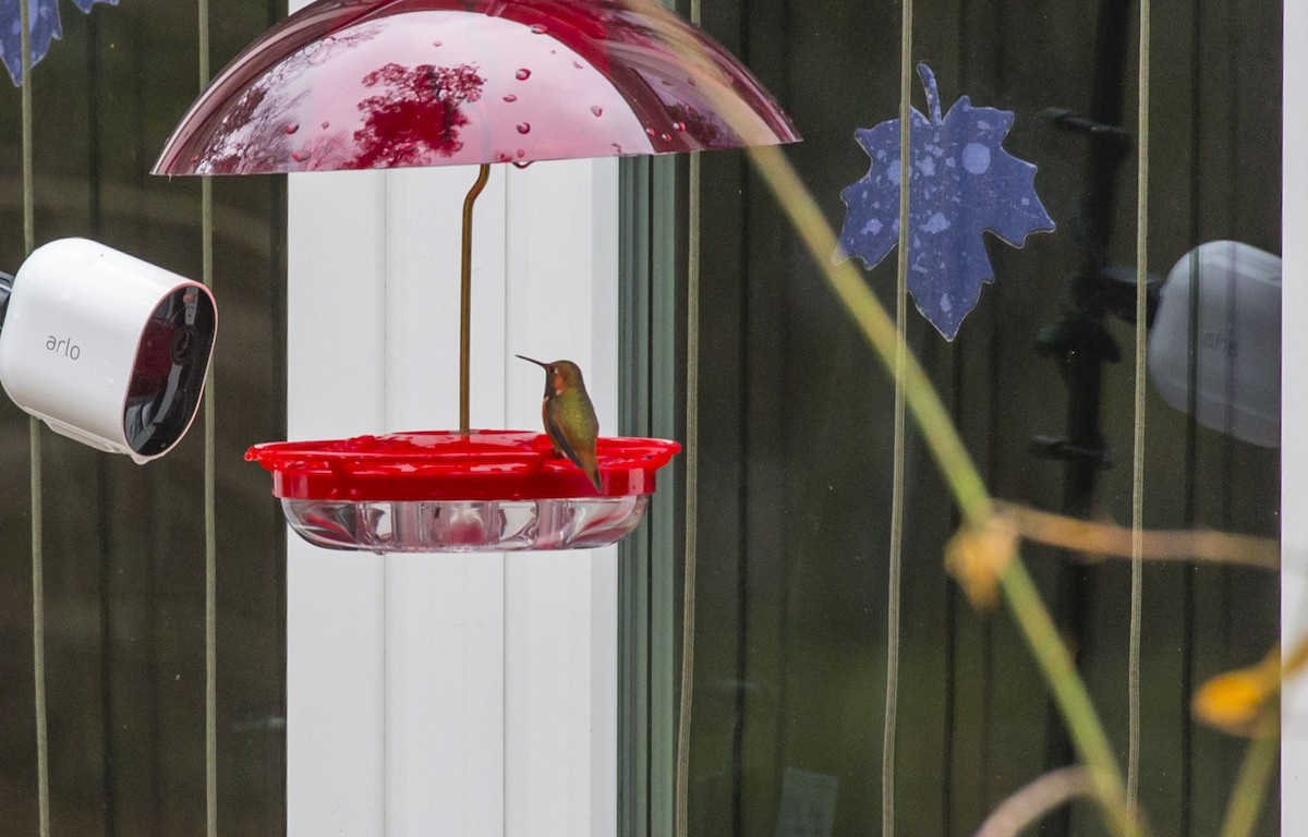 Allen's Hummingbird - ML312982601