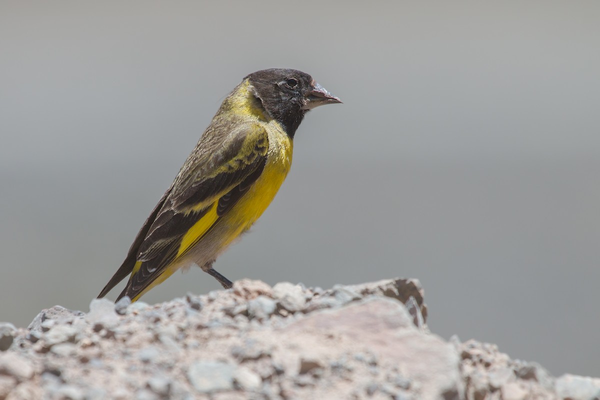 Thick-billed Siskin - ML312982671