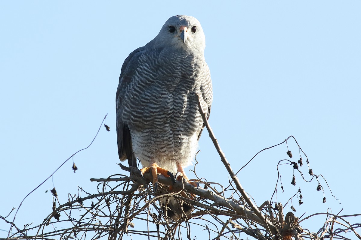 Gray Hawk - ML312982841