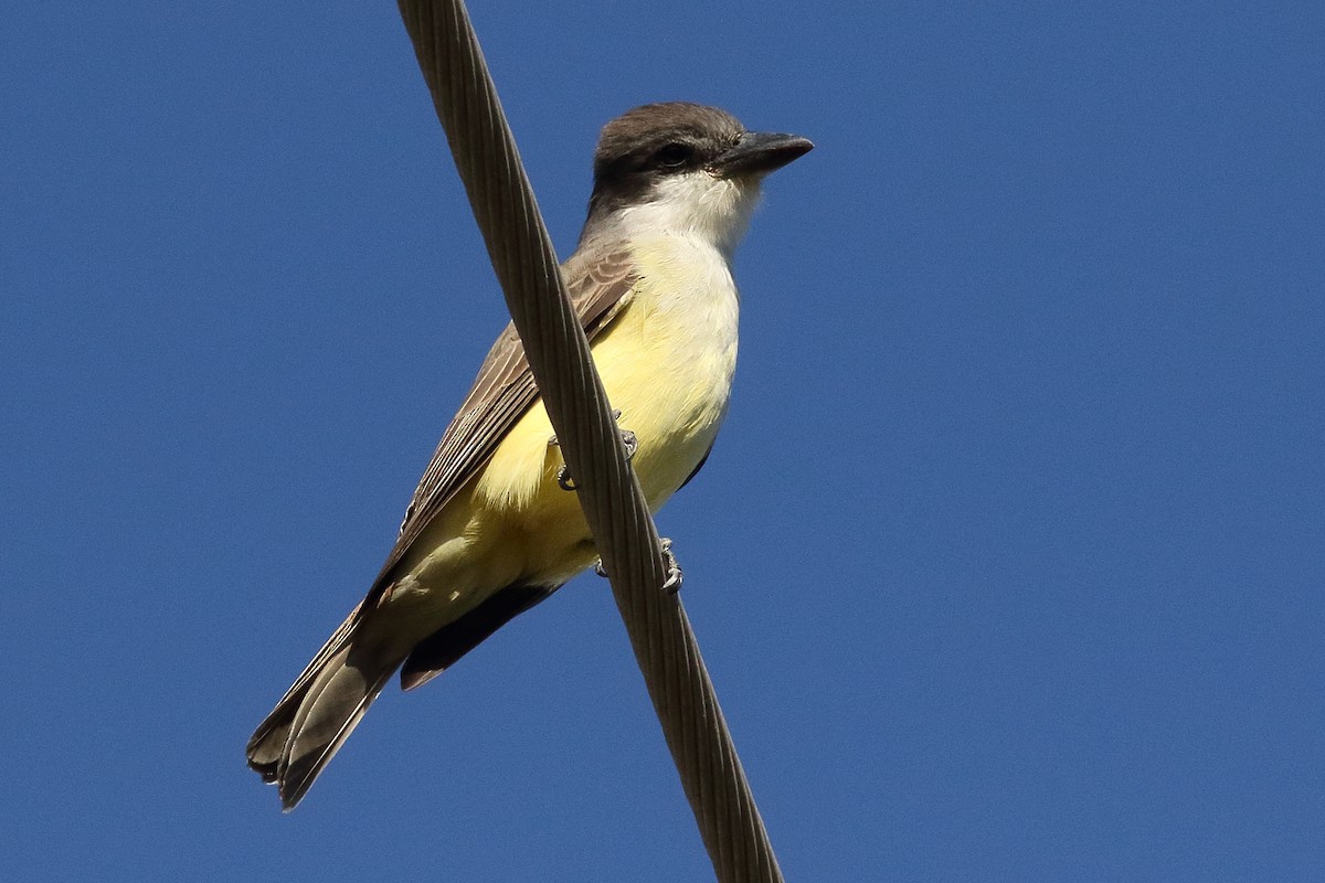 Thick-billed Kingbird - ML312982891