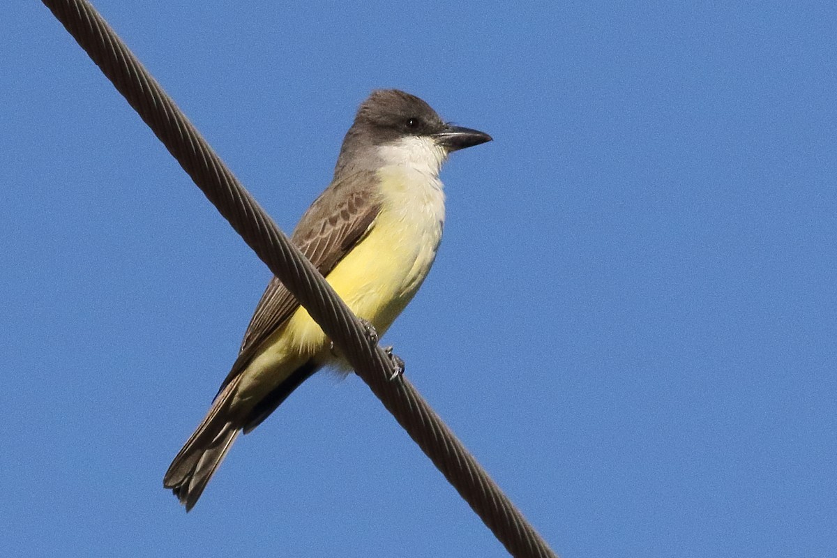 Thick-billed Kingbird - ML312982951