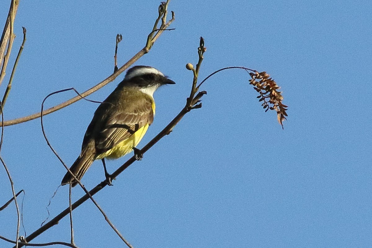 Social Flycatcher - ML312983031