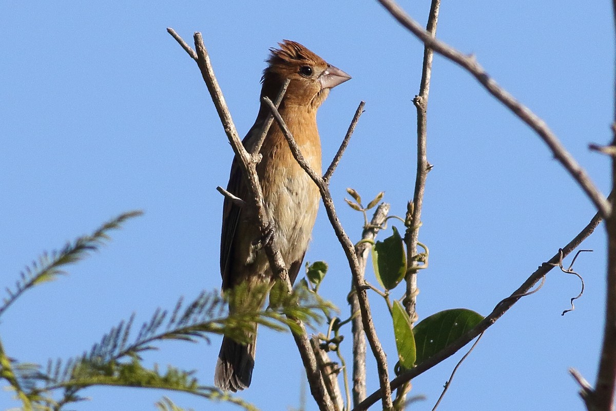 Blue Grosbeak - ML312983371