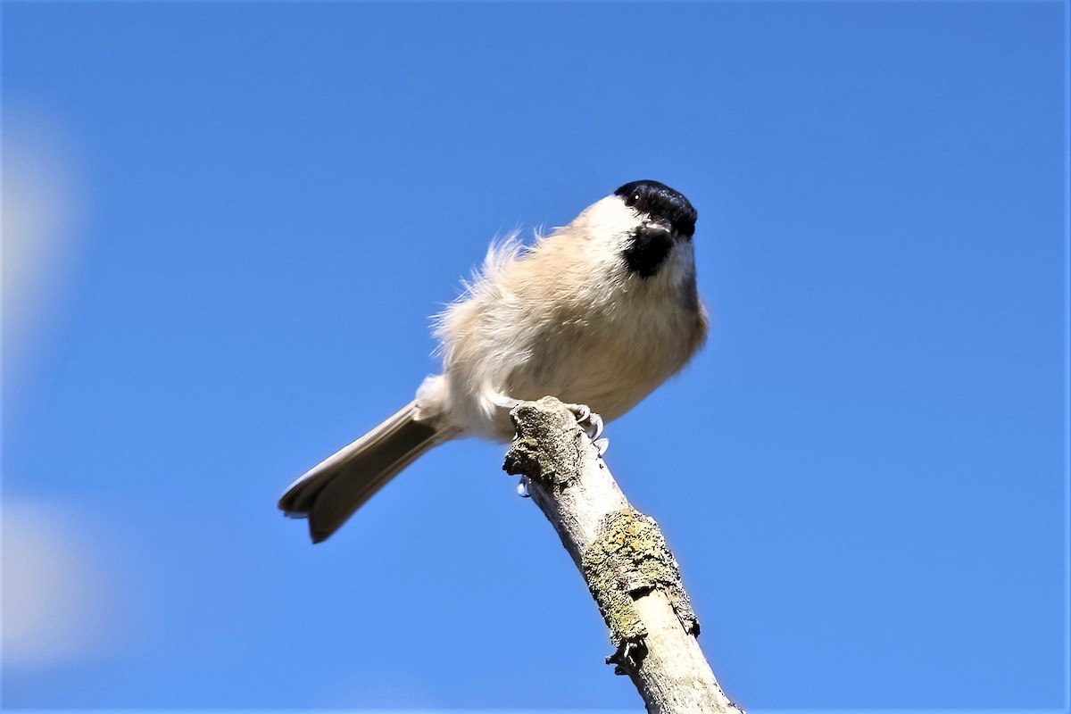 Marsh Tit - ML312984651