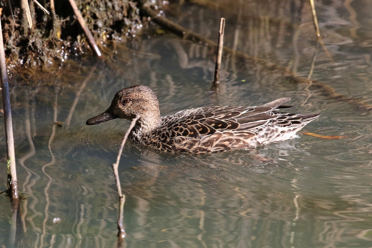 Green-winged Teal - ML312985741