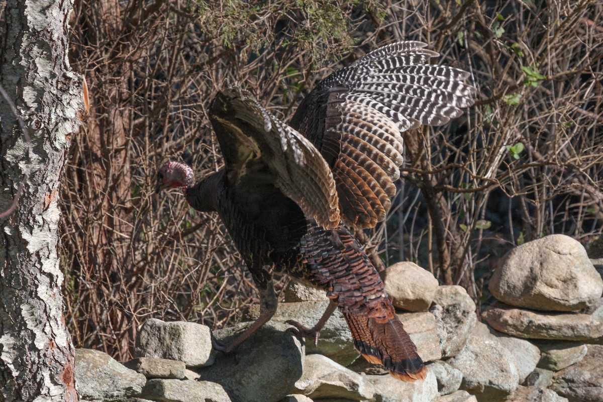 Wild Turkey - Marcus Hunt