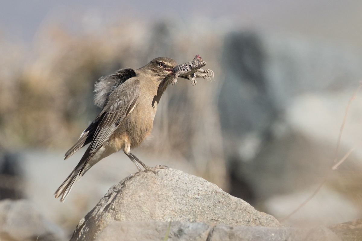 Black-billed Shrike-Tyrant - Michel Gutierrez