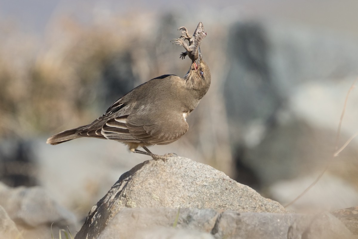 Black-billed Shrike-Tyrant - ML312986781